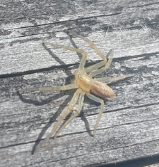 Philodromus rufus