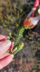 Erica ampullacea