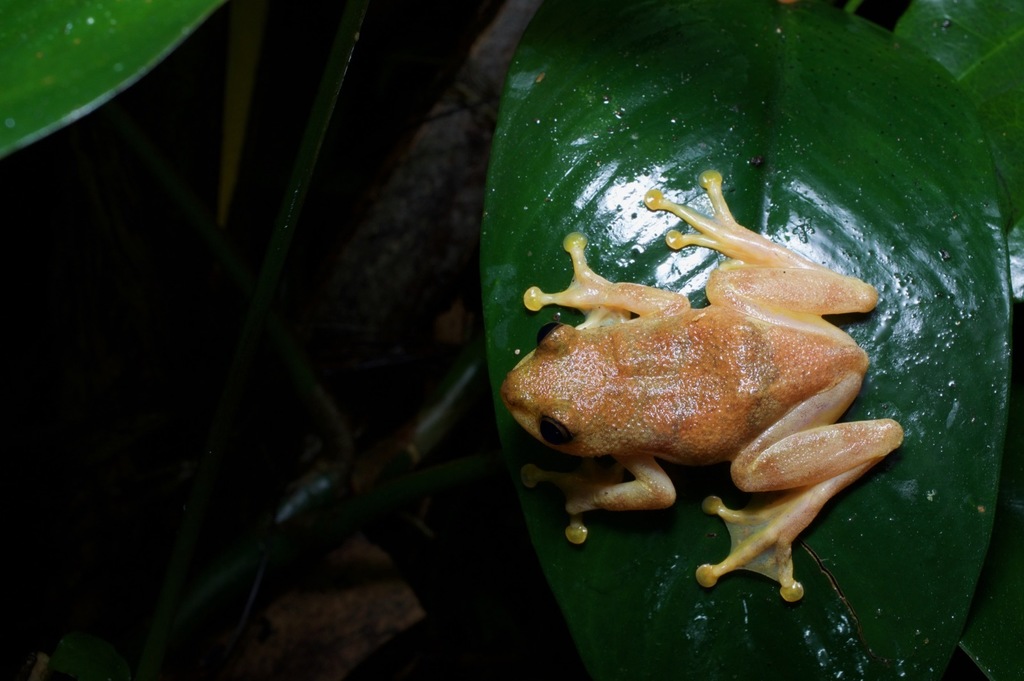 Bobiri Reed Frog