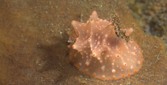 Halgerda batangas