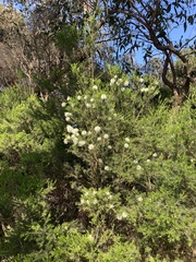 Melaleuca ericifolia