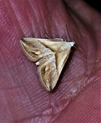 Eublemma cochylioides