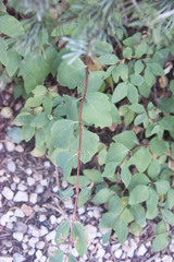 Symphoricarpos rotundifolius