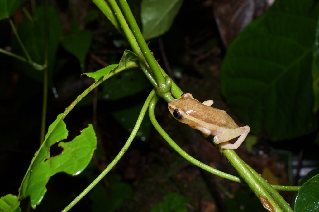 Baumann's Reed Frog