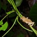 Baumann's Reed Frog - Photo (c) John Sullivan, some rights reserved (CC BY-NC), uploaded by John Sullivan