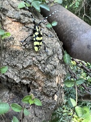 Anoplophora horsfieldii