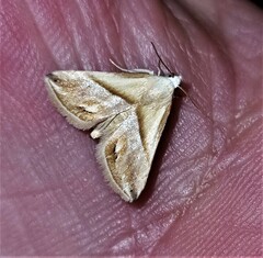 Eublemma cochylioides