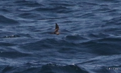 Hydrobates microsoma
