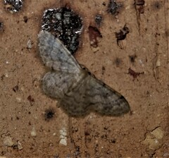 Idaea pilosata