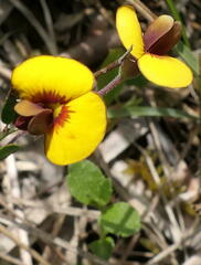 Bossiaea prostrata