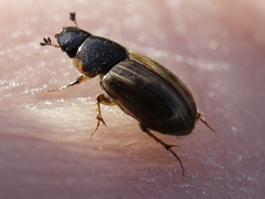 Melinopterus
