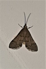 Piletocera macroperalis