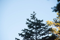 Abies concolor