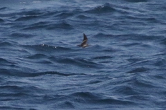 Hydrobates microsoma