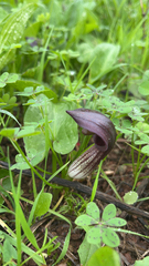 Arisarum simorrhinum