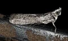 Sciota melanostyla