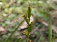 Pterostylis melagramma