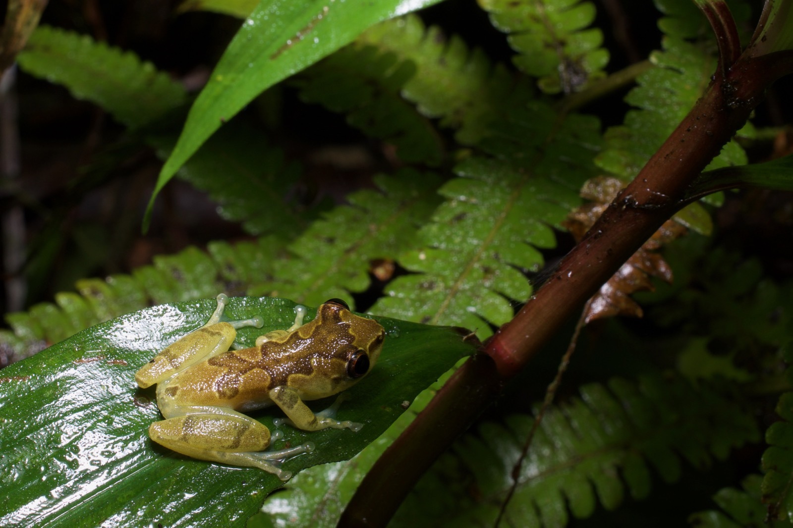 Bobiri Reed Frog photo 3