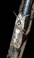 Sciota melanostyla