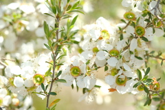 Leptospermum continentale