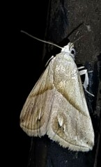 Eublemma cochylioides