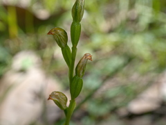 Pterostylis melagramma