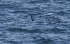 Hydrobates microsoma
