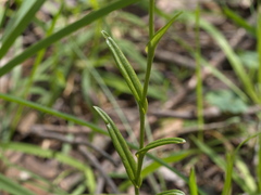 Pterostylis melagramma