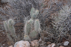 Opuntia polyacantha erinacea
