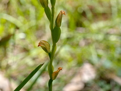 Pterostylis melagramma