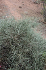 Ephedra nevadensis
