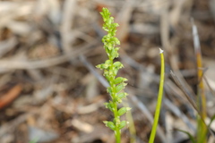 Microtis unifolia