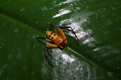 Platythomisus insignis