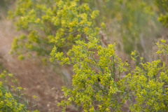 Gutierrezia microcephala