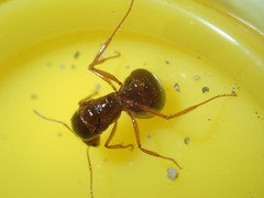 Aphaenogaster