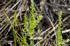 Microtis unifolia