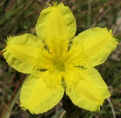 Ornduffia reniformis