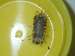 Holoverticata