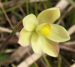 Thelymitra flexuosa