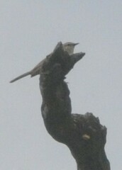 Cincloramphus mathewsi