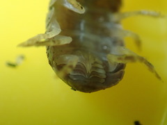 Holoverticata
