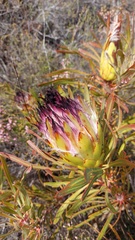 Protea longifolia