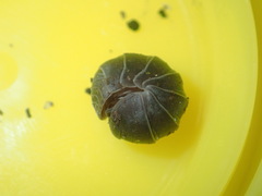 Holoverticata
