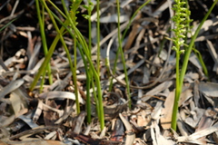 Microtis unifolia