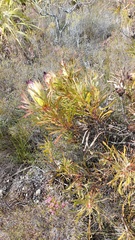 Protea longifolia