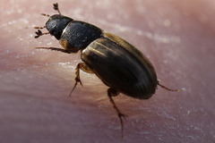 Melinopterus
