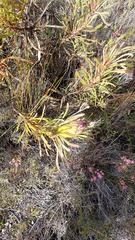 Protea longifolia