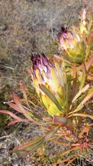 Protea longifolia