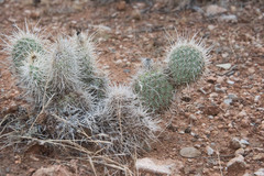 Opuntia polyacantha erinacea
