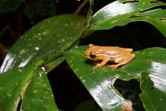 Hyperolius sylvaticus